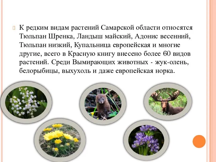 К редким видам растений Самарской области относятся Тюльпан Шренка, Ландыш майский, Адонис
