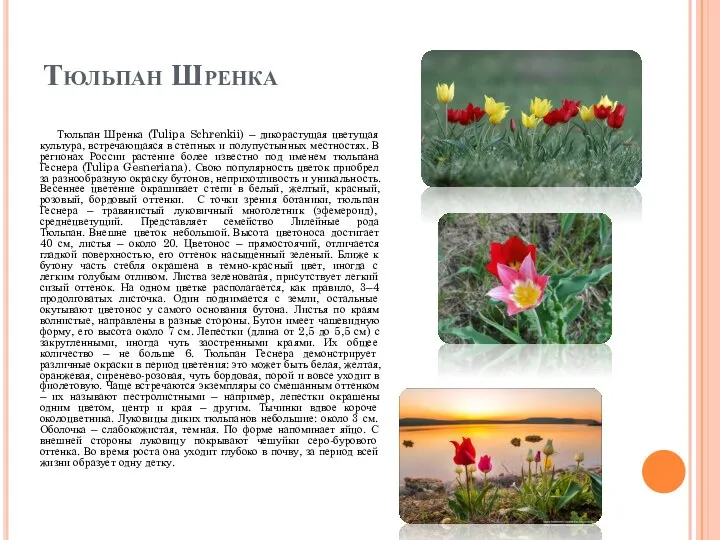 Тюльпан Шренка Тюльпан Шренка (Tulipa Schrenkii) – дикорастущая цветущая культура, встречающаяся в