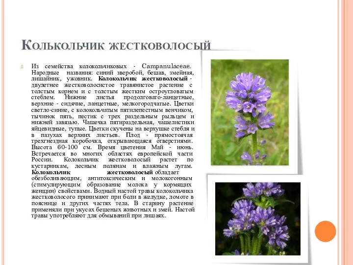 Колькольчик жестковолосый Из семейства колокольчиковых - Campanulaceae. Народные названия: синий зверобой, бешав,