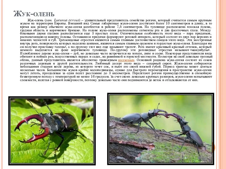 Жук-олень Жук-олень (лат. Lucanus cervus) – удивительный представитель семейства рогачи, который считается