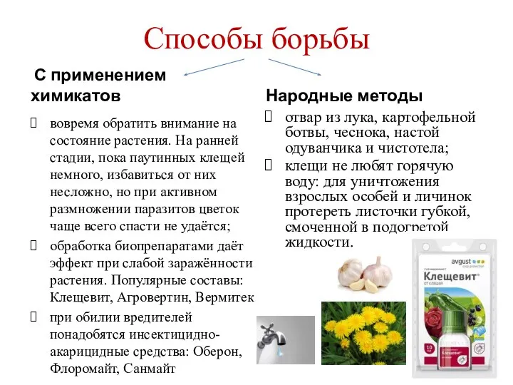 Способы борьбы С применением химикатов вовремя обратить внимание на состояние растения. На