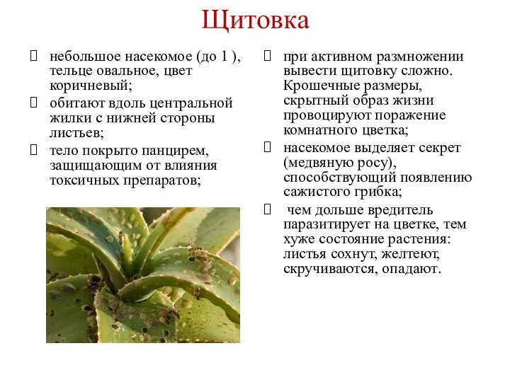 Щитовка небольшое насекомое (до 1 ), тельце овальное, цвет коричневый; обитают вдоль