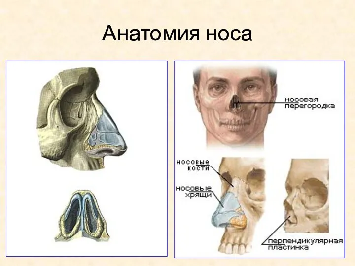 Анатомия носа