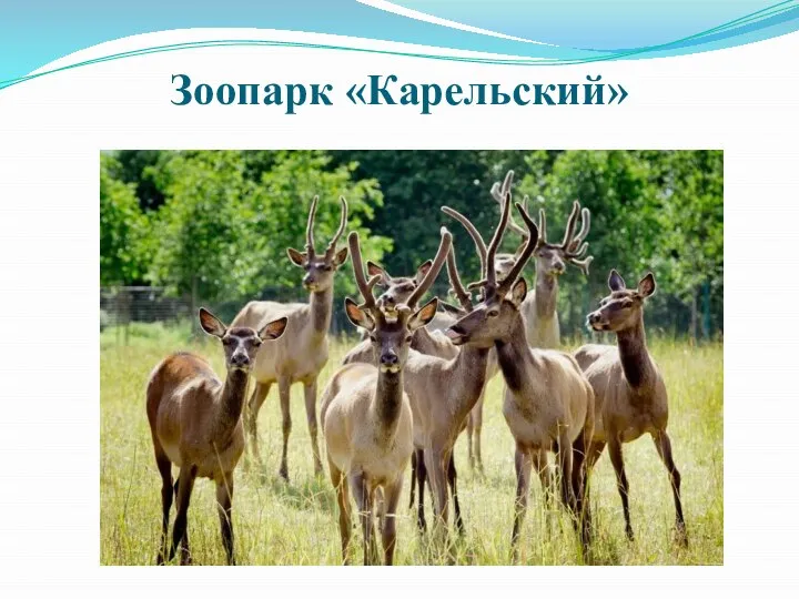 Зоопарк «Карельский»