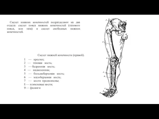 Скелет нижних конечностей подразделяют на два отдела: скелет пояса нижних конечностей (тазового