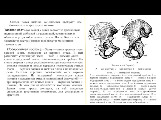 Скелет пояса нижних конечностей образуют две тазовые кости и крестец с копчиком.