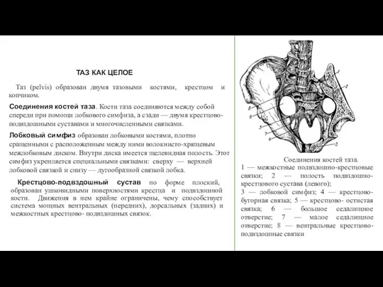 ТАЗ КАК ЦЕЛОЕ Таз (pelvis) образован двумя тазовыми костями, крестцом и копчиком.