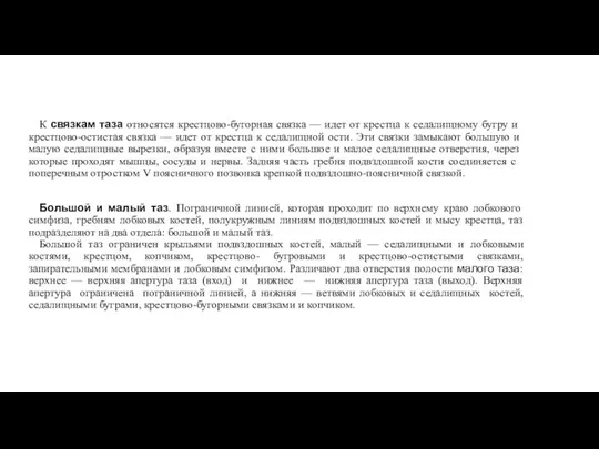 К связкам таза относятся крестцово-бугорная связка — идет от крестца к седалищному