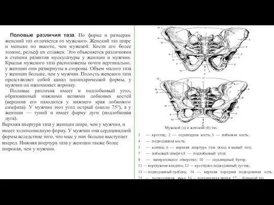 Половые различия таза. По форме и размерам женский таз отличается от мужского.