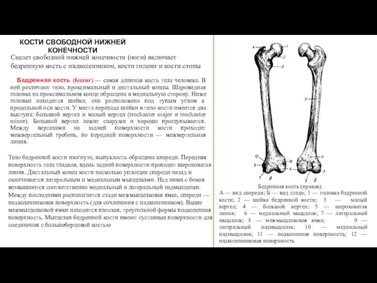 КОСТИ СВОБОДНОЙ НИЖНЕЙ КОНЕЧНОСТИ Скелет свободной нижней конечности (ноги) включает бедренную кость