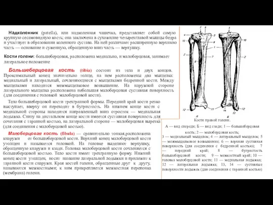 Надколенник (patella), или надколенная чашечка, представляет собой самую крупную сесамовидную кость; она