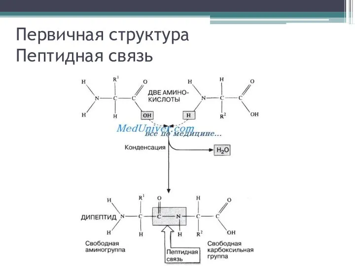 Первичная структура Пептидная связь