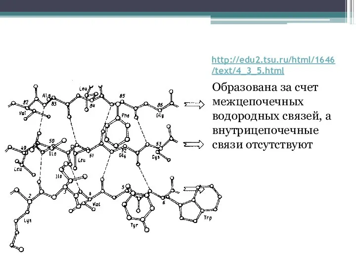 http://edu2.tsu.ru/html/1646/text/4_3_5.html Образована за счет межцепочечных водородных связей, а внутрицепочечные связи отсутствуют