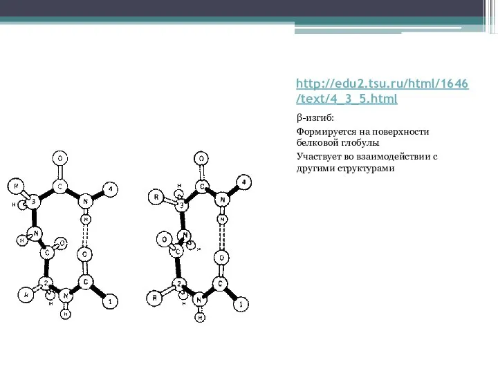 http://edu2.tsu.ru/html/1646/text/4_3_5.html β-изгиб: Формируется на поверхности белковой глобулы Участвует во взаимодействии с другими структурами