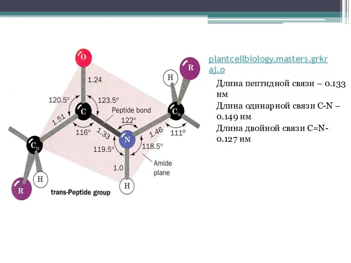 plantcellbiology.masters.grkraj.o Длина пептидной связи – 0.133 нм Длина одинарной связи C-N –