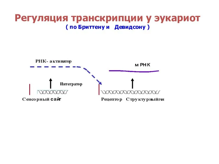 Регуляция транскрипции у эукариот ( по Бриттену и Девидсону )