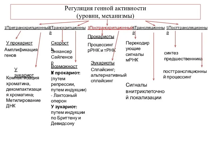 Регуляция генной активности (уровни, механизмы) 1Претранскрипционный 2Транскрипционный 3Постранскрипционный 4Трансляционный 5Посттрансляционный У прокариот