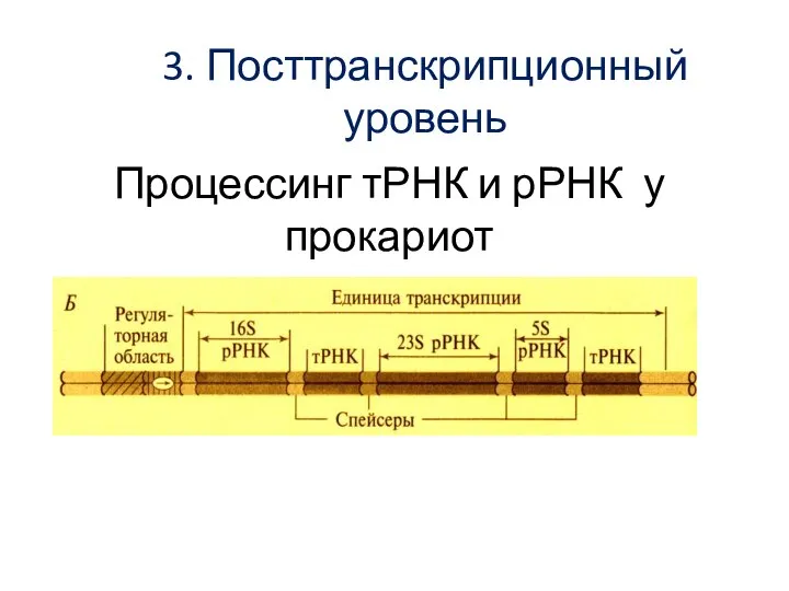 Процессинг тРНК и рРНК у прокариот 3. Посттранскрипционный уровень