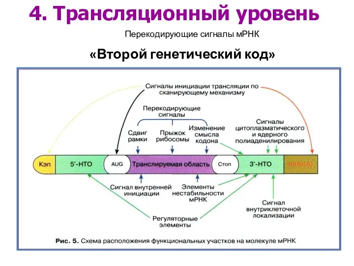 4. Трансляционный уровень «Второй генетический код» Перекодирующие сигналы мРНК