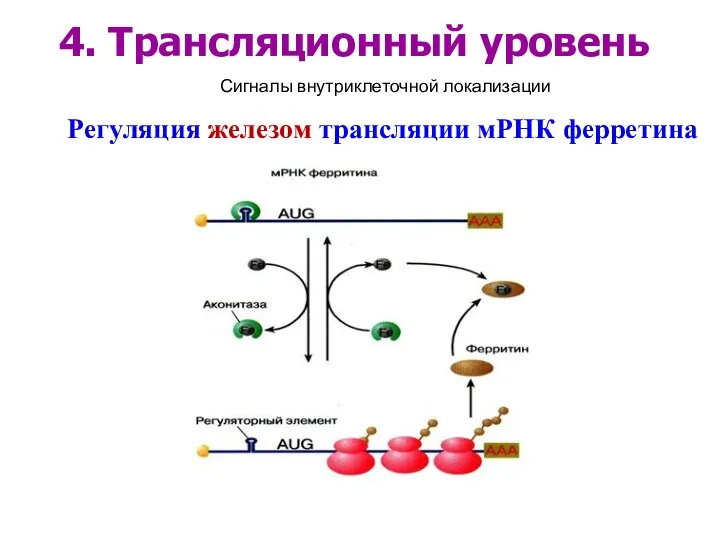 Регуляция железом трансляции мРНК ферретина 4. Трансляционный уровень Сигналы внутриклеточной локализации