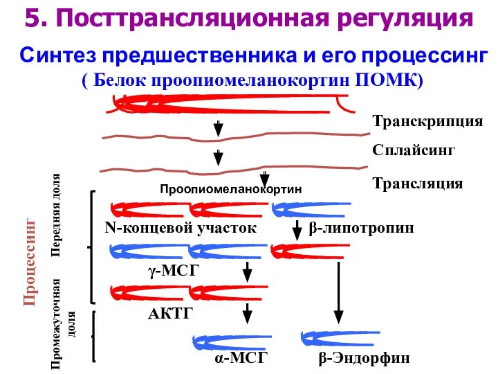 Синтез предшественника и его процессинг Транскрипция Сплайсинг Трансляция γ-МСГ N-концевой участок β-липотропин