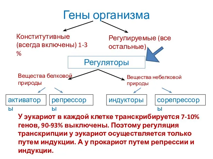 Гены организма Конститутивные (всегда включены) 1-3 % Регулируемые (все остальные) Регуляторы Вещества