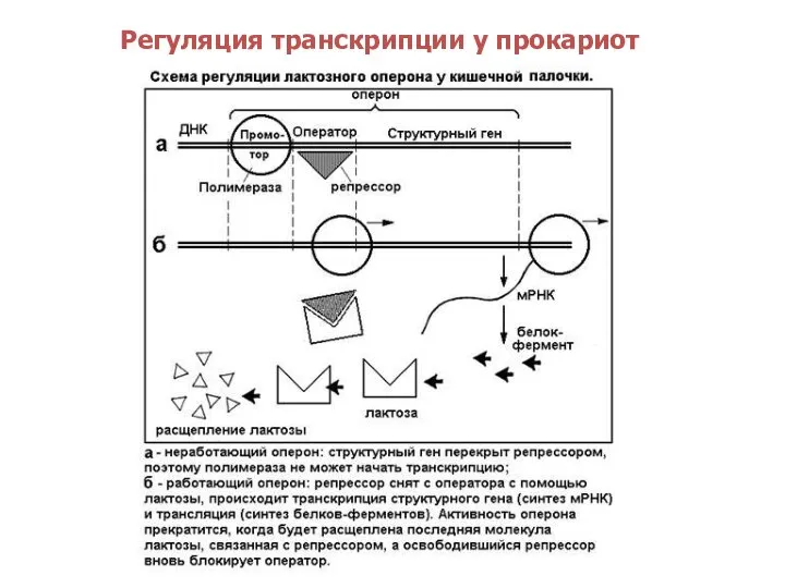 Регуляция транскрипции у прокариот