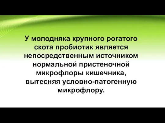 У молодняка крупного рогатого скота пробиотик является непосредственным источником нормальной пристеночной микрофлоры кишечника, вытесняя условно-патогенную микрофлору.