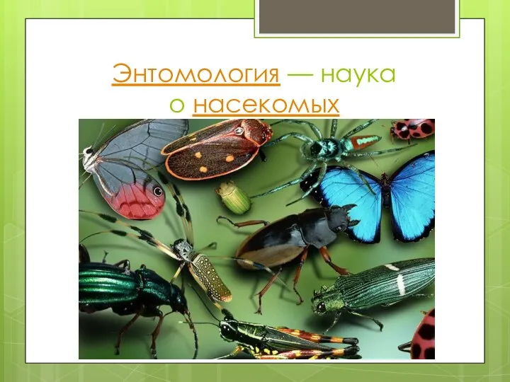Энтомология — наука о насекомых