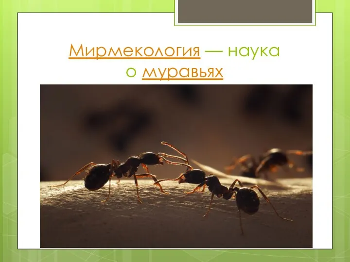 Мирмекология — наука о муравьях