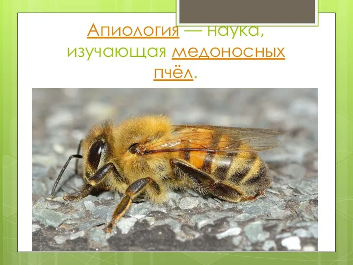 Апиология — наука, изучающая медоносных пчёл.