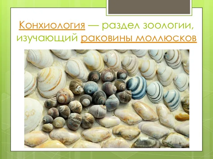 Конхиология — раздел зоологии, изучающий раковины моллюсков