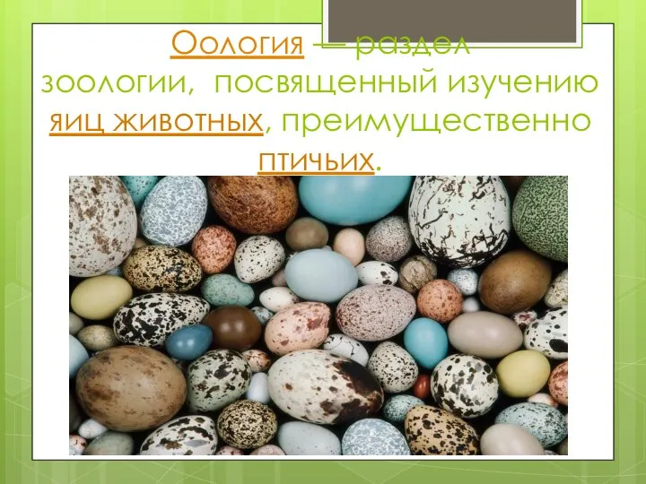 Оология — раздел зоологии, посвященный изучению яиц животных, преимущественно птичьих.