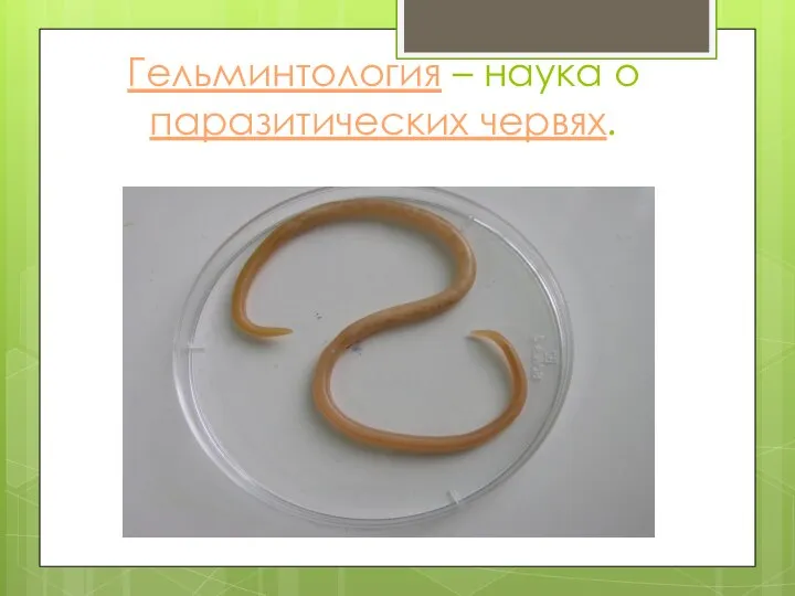 Гельминтология – наука о паразитических червях.
