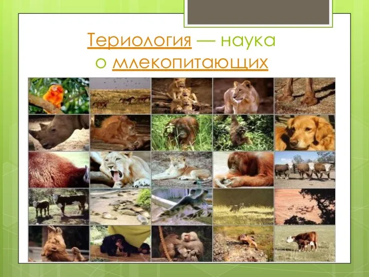 Териология — наука о млекопитающих