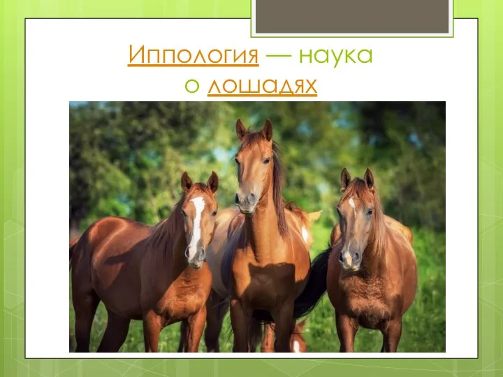 Иппология — наука о лошадях
