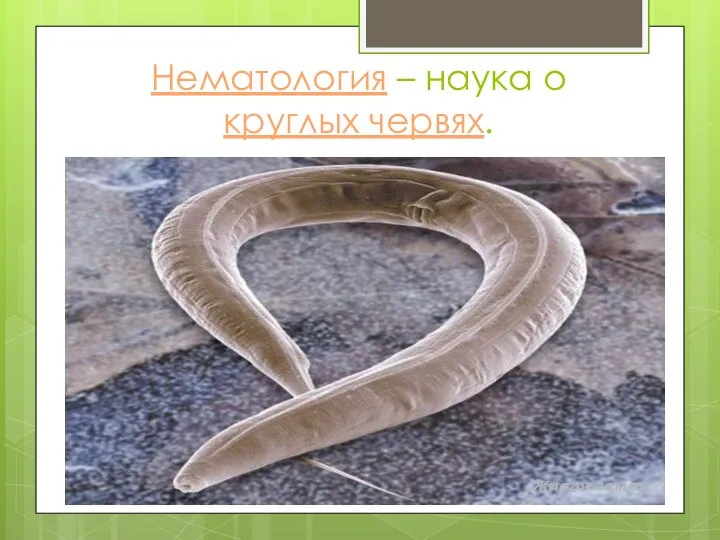Нематология – наука о круглых червях.