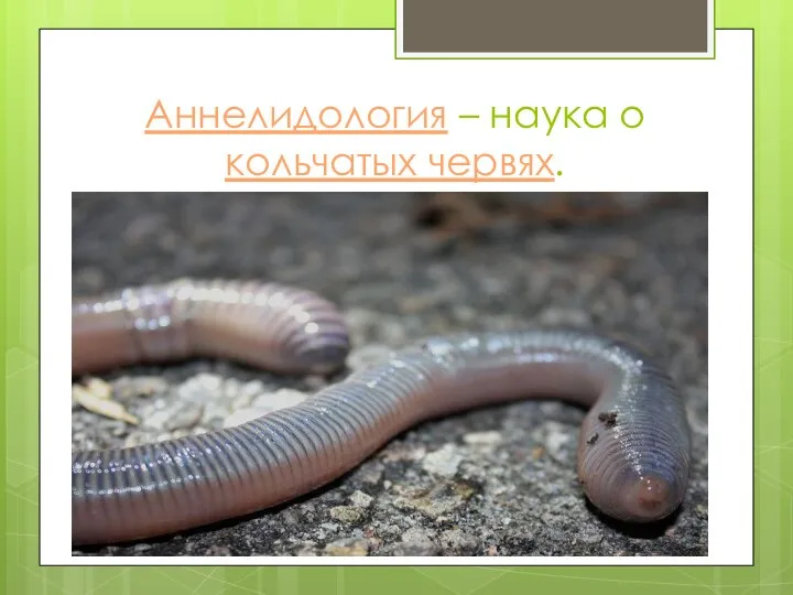 Аннелидология – наука о кольчатых червях.