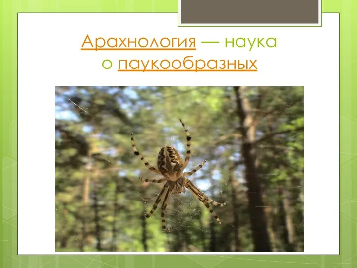 Арахнология — наука о паукообразных