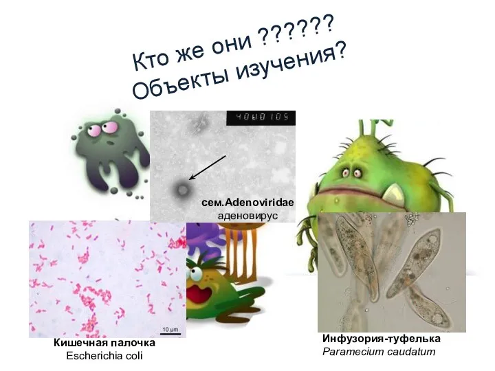 Кто же они ?????? Объекты изучения?