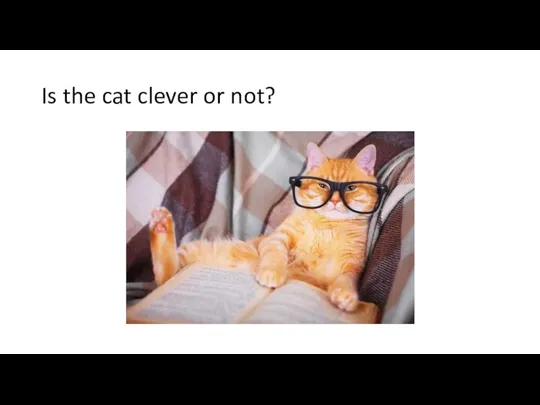 Is the cat clever or not?