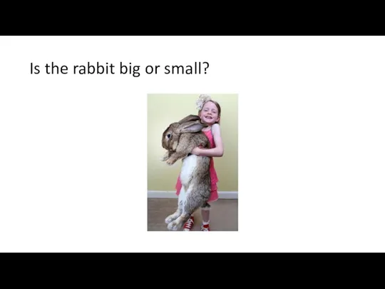 Is the rabbit big or small?