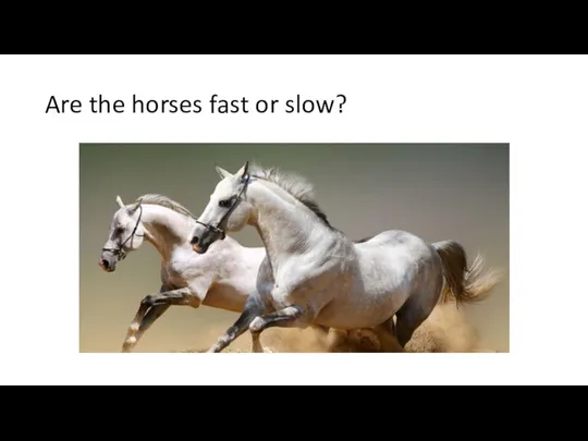 Are the horses fast or slow?