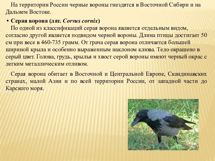 На территории России черные вороны гнездятся в Восточной Сибири и на Дальнем