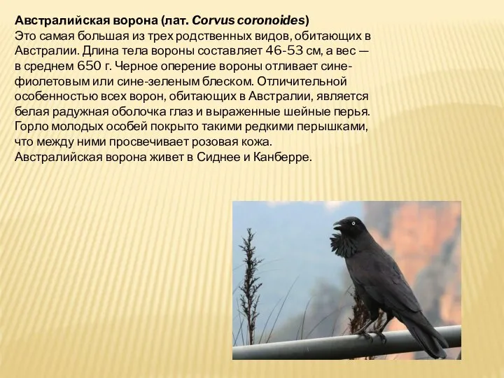 Австралийская ворона (лат. Corvus coronoides) Это самая большая из трех родственных видов,