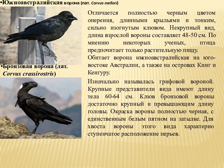 Южноавстралийская ворона (лат. Corvus mellori) Отличается полностью черным цветом оперения, длинными крыльями