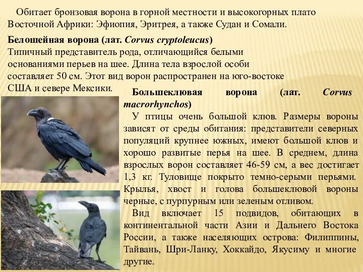 Обитает бронзовая ворона в горной местности и высокогорных плато Восточной Африки: Эфиопия,