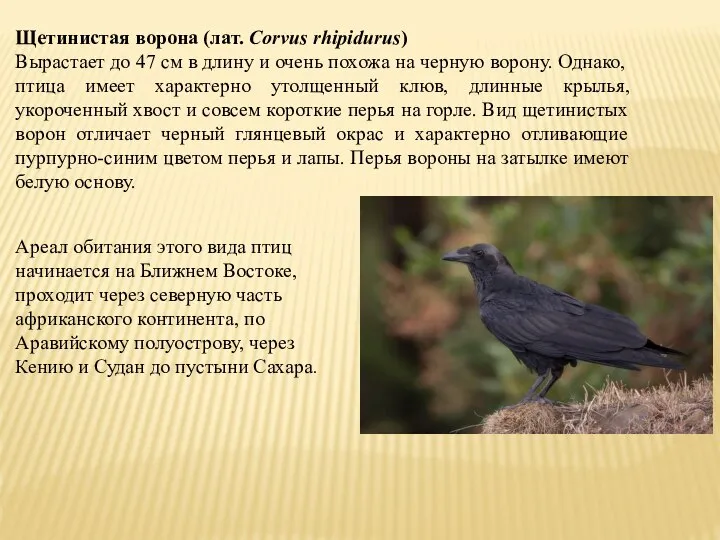 Щетинистая ворона (лат. Corvus rhipidurus) Вырастает до 47 см в длину и