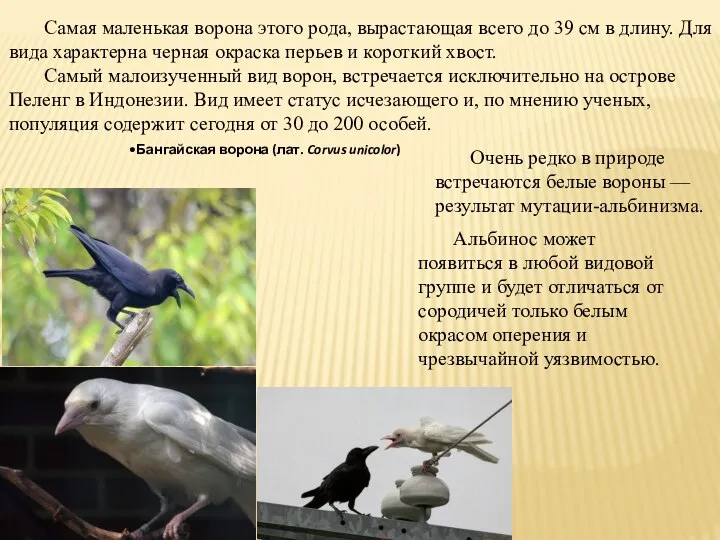 Бангайская ворона (лат. Corvus unicolor) Самая маленькая ворона этого рода, вырастающая всего