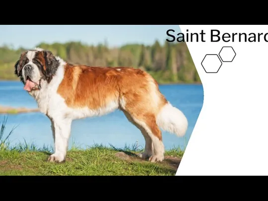 Saint Bernard